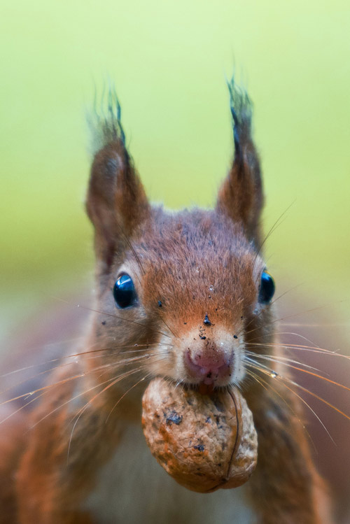 Ein Eichhörnchen, das eine Walnuss im Mund hält