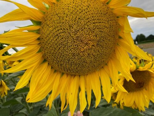 Sonnenblume im Vordergrund, die zwischen anderen Sonnenblumen steht