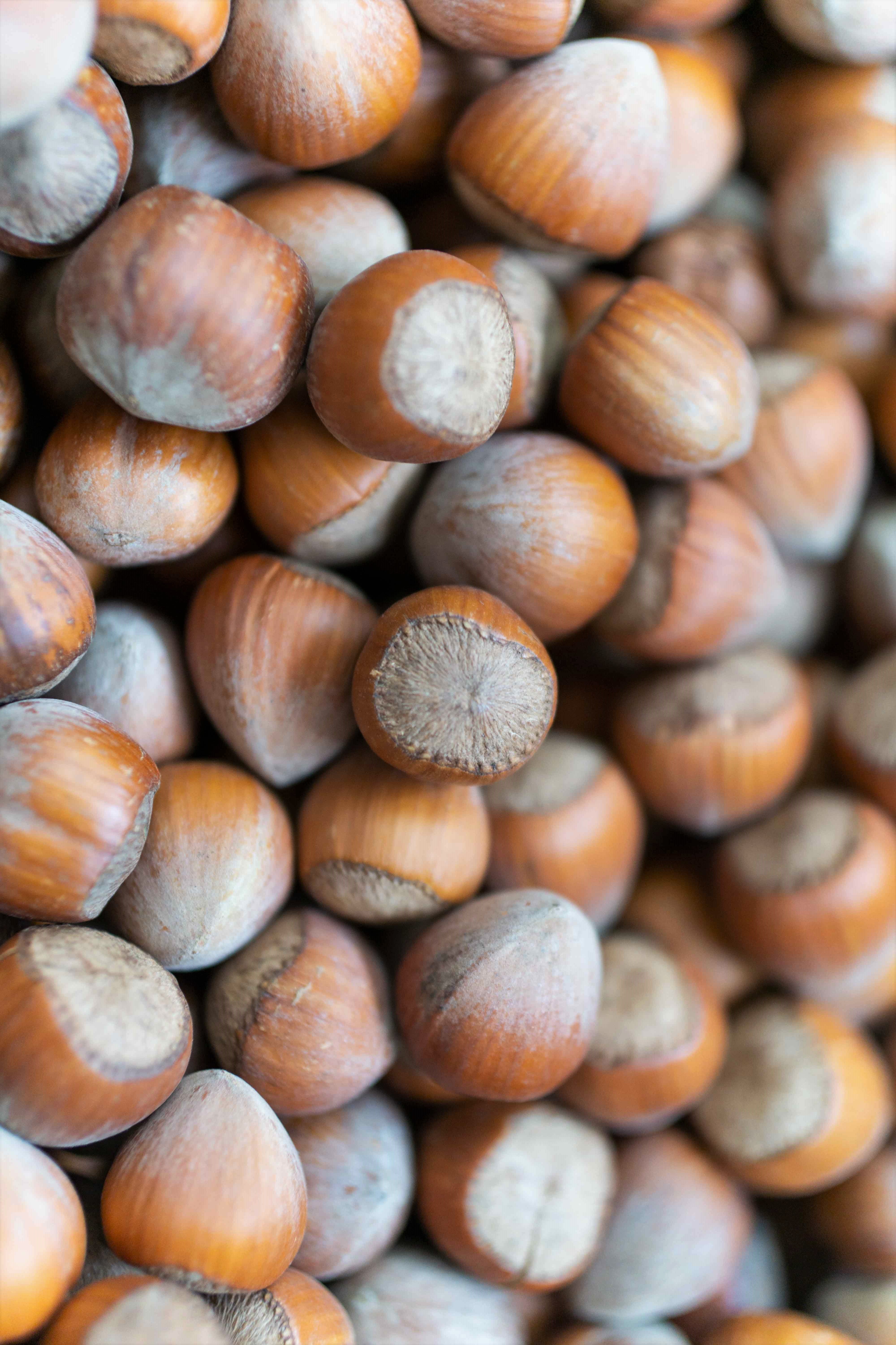 Hazelnuts in shell, Germany, Jumbo assortment >22mm Jumbo