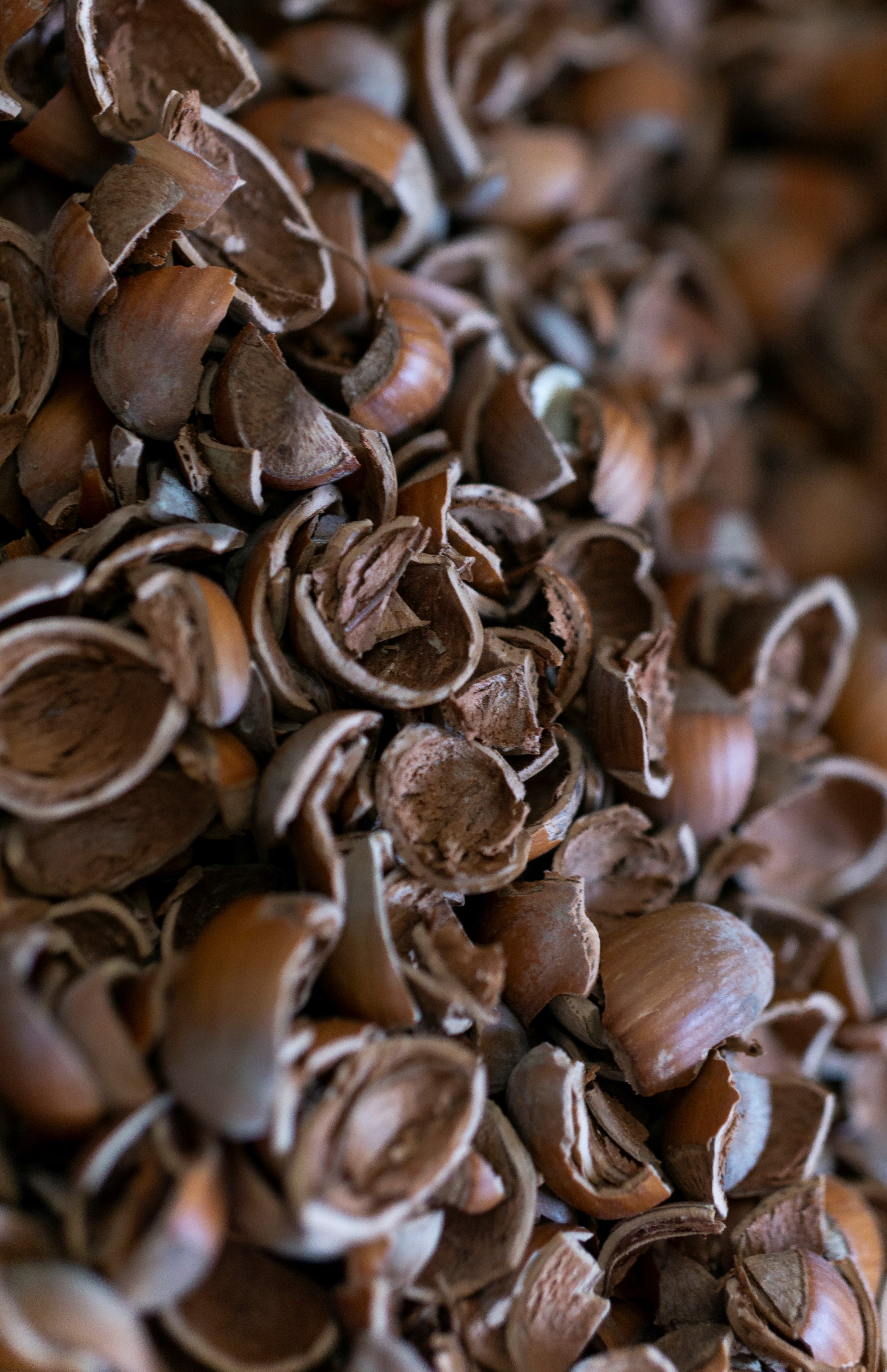 Hazelnut shells untreated, Germany or Croatia